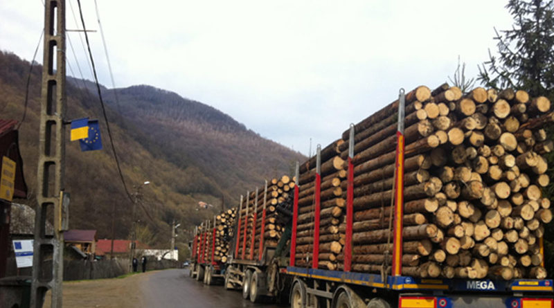 Material lemnos confiscat de Politia Suceava